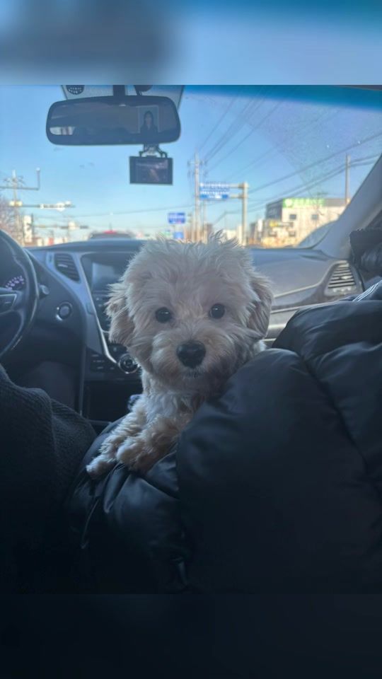 TikTok video thumbnail by sxx_cong