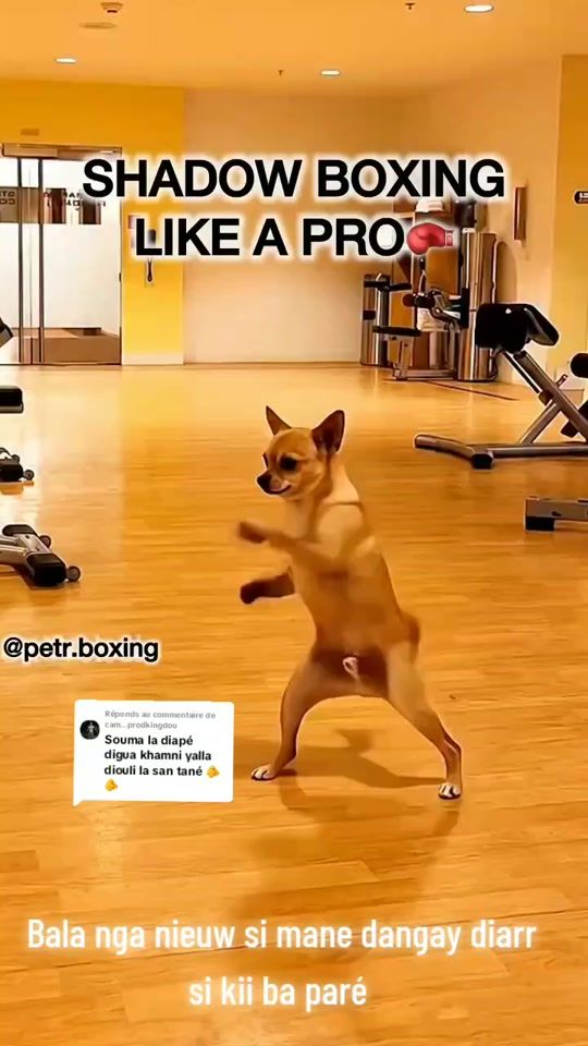 TikTok video thumbnail by gueweulmbaye2