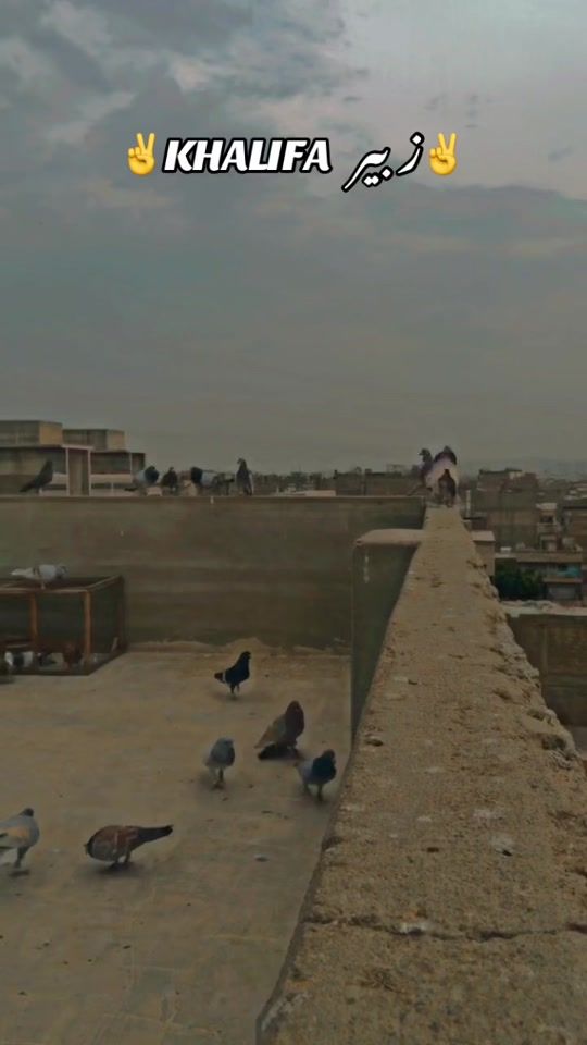 TikTok video thumbnail by zubairzuni44