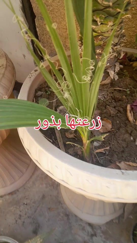 TikTok video thumbnail by hyat188