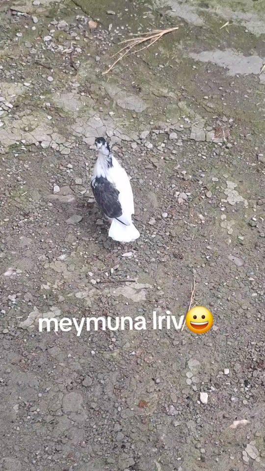 TikTok video thumbnail by bashkudulner