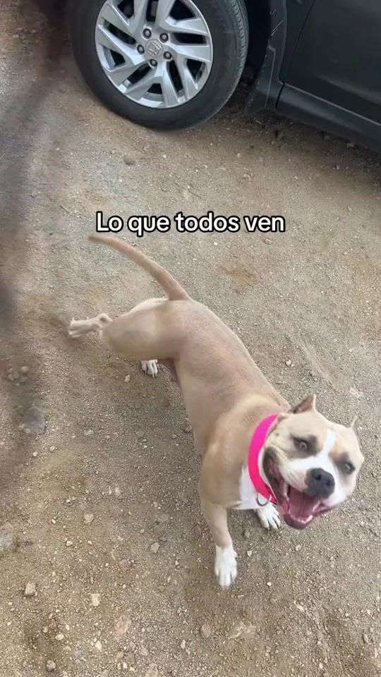 TikTok video thumbnail by maze.bully