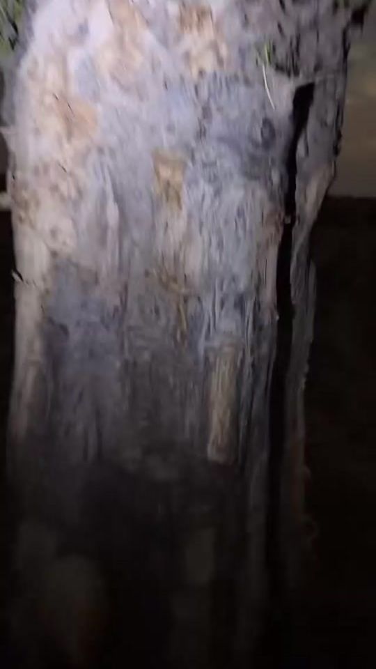 TikTok video thumbnail by userttzflmfyo9