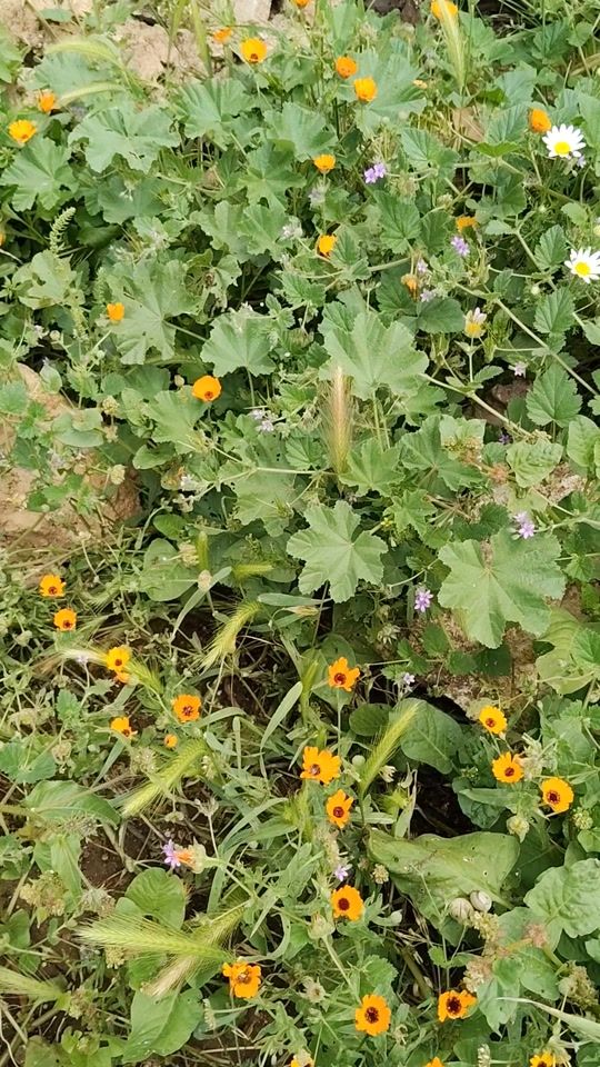 TikTok video thumbnail by maghrbia.houra