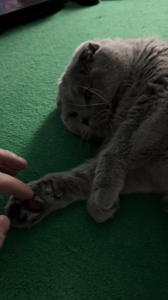 TikTok video thumbnail by maksim.melnikoff