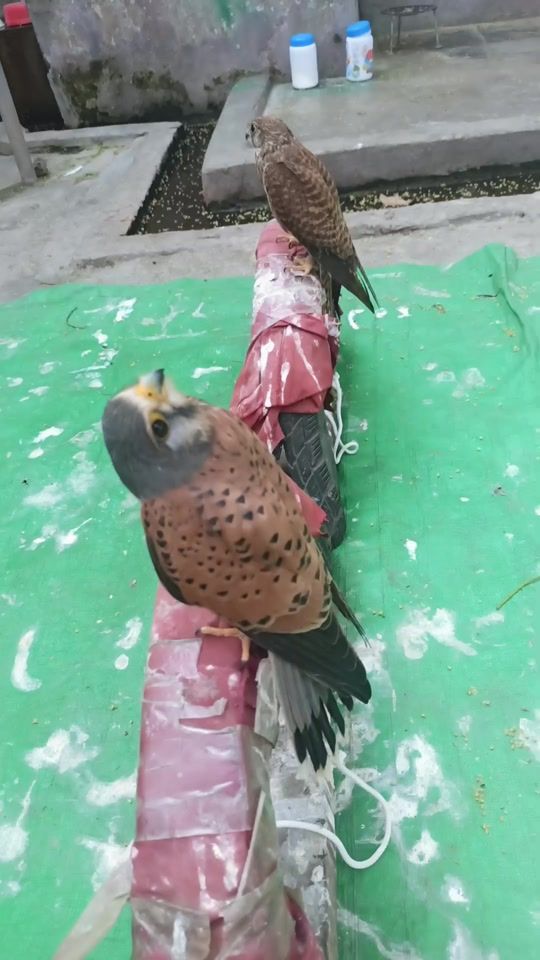 TikTok video thumbnail by yeyintko650