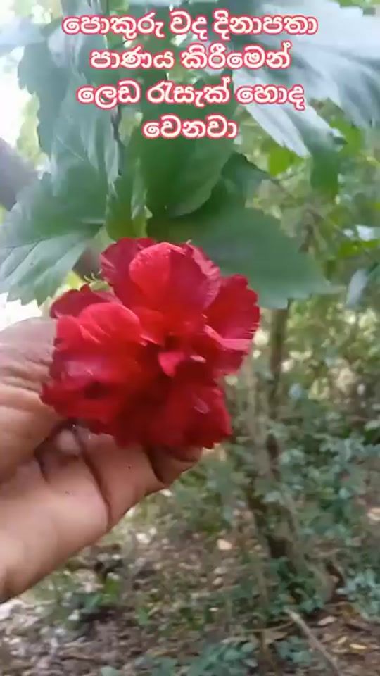 TikTok video thumbnail by nilushanravi