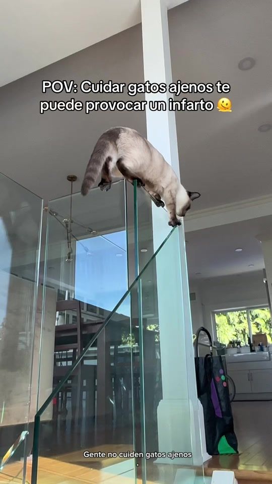 TikTok video thumbnail by debora_lavida