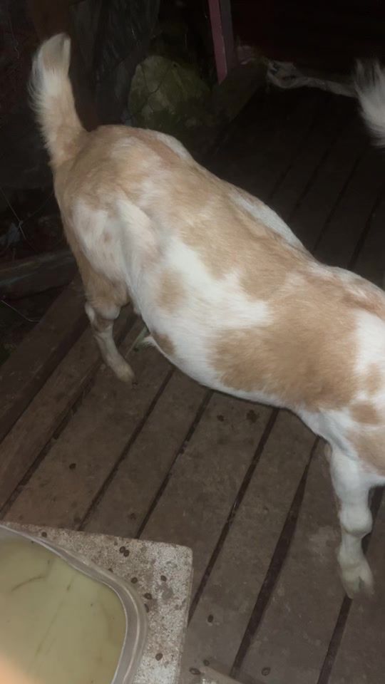 TikTok video thumbnail by dappa_dan_farm