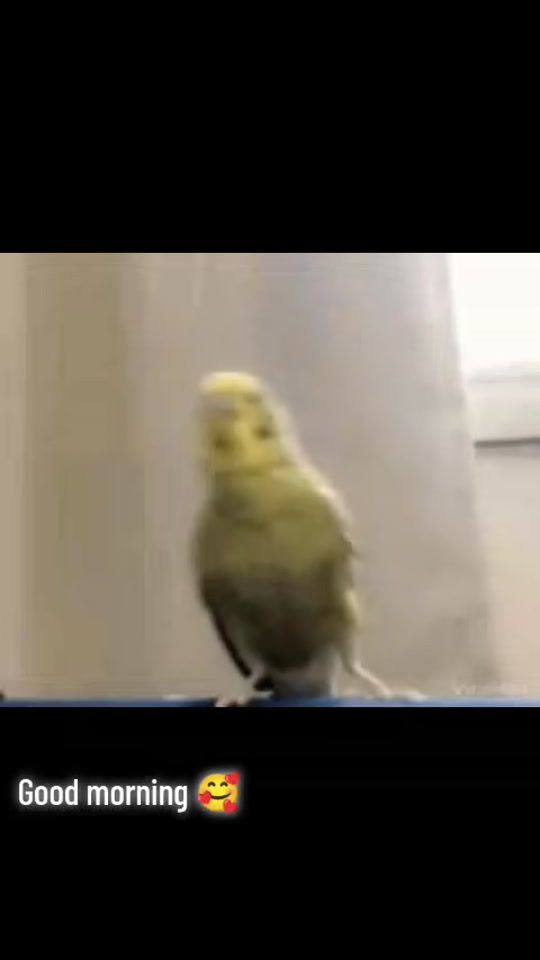 TikTok video thumbnail by mrmedhat1