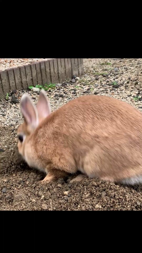 TikTok video thumbnail by rabbitman.usao