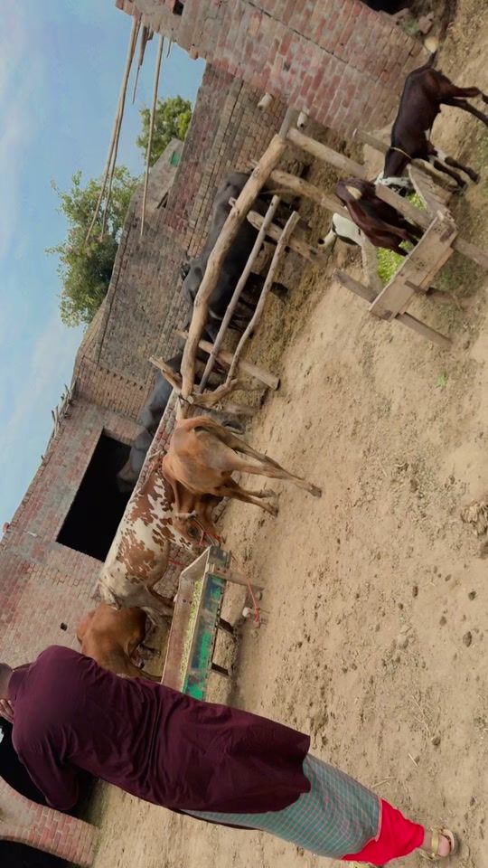 TikTok video thumbnail by brandxkhan