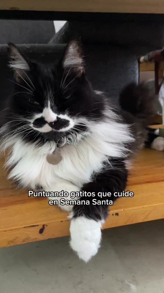 TikTok video thumbnail by arminelgato
