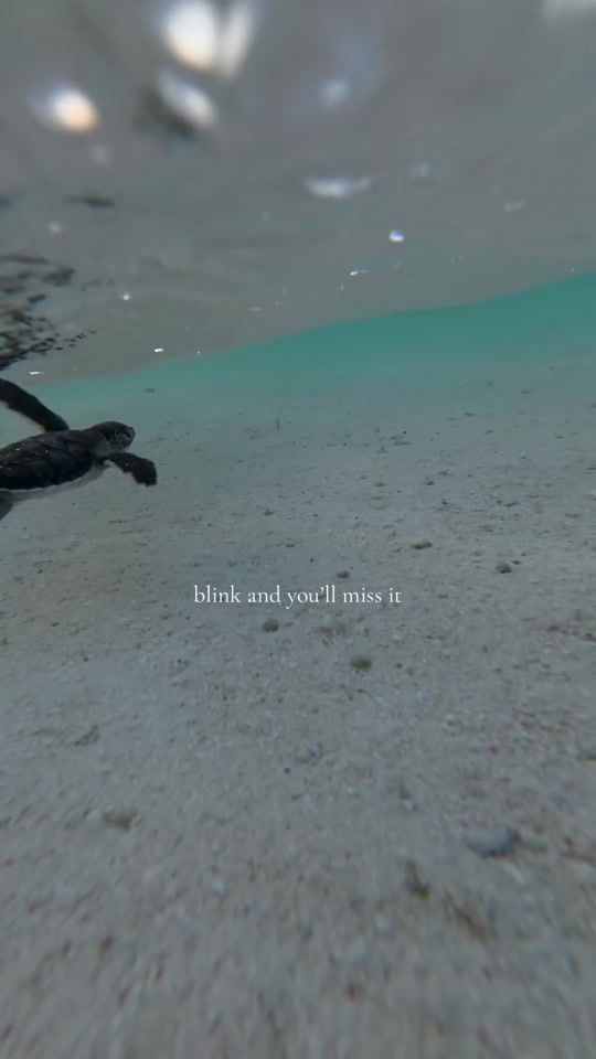 TikTok video thumbnail by masterreefguides