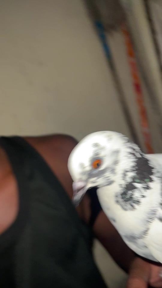 TikTok video thumbnail by sakariye.54
