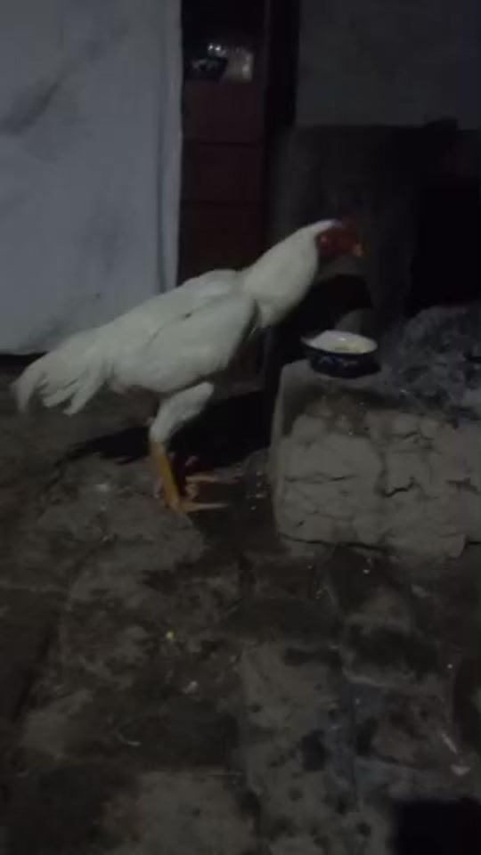 TikTok video thumbnail by tilavoldiyev.akma