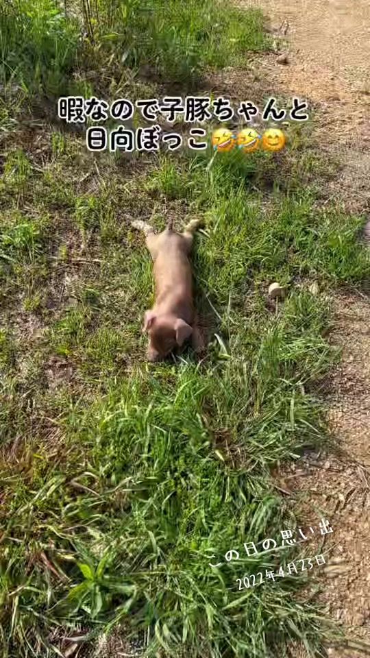 TikTok video thumbnail by benisan7