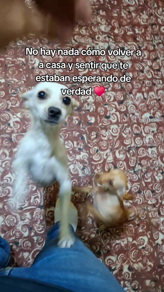 TikTok video thumbnail by _yeisonmedina