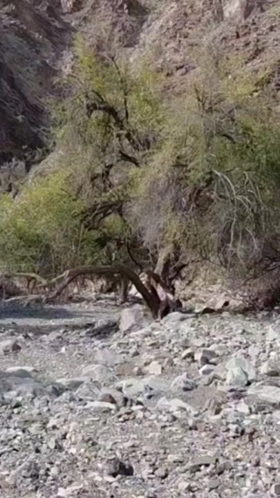 TikTok video thumbnail by amer_328