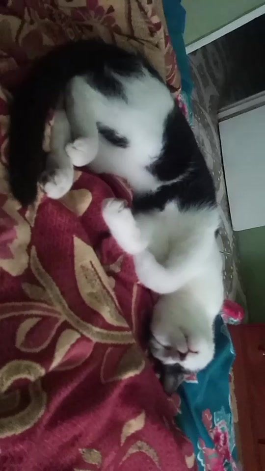 TikTok video thumbnail by silentkiller1464