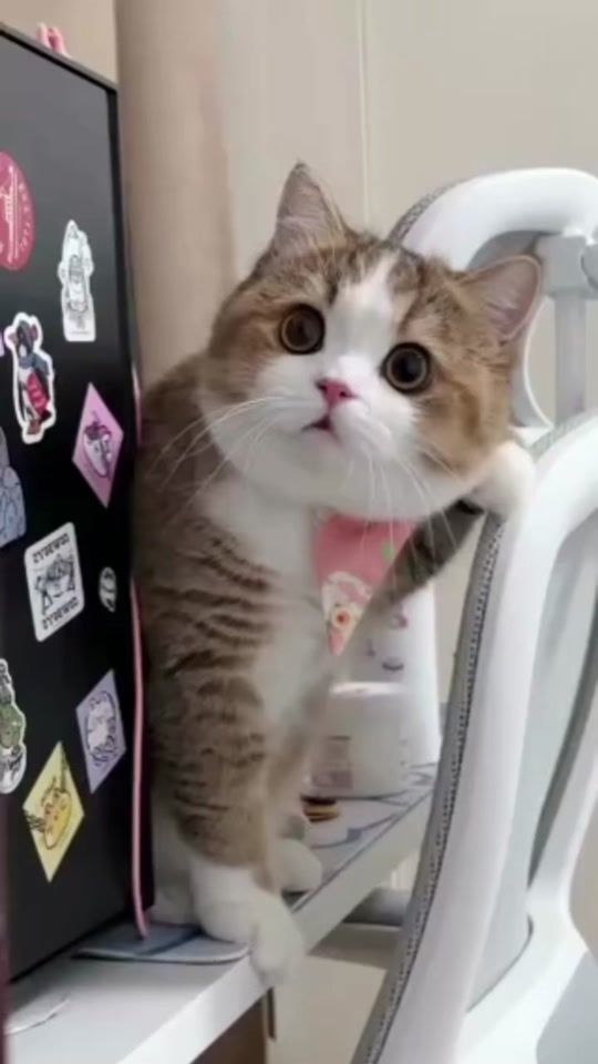 TikTok video thumbnail by syl_vester_7