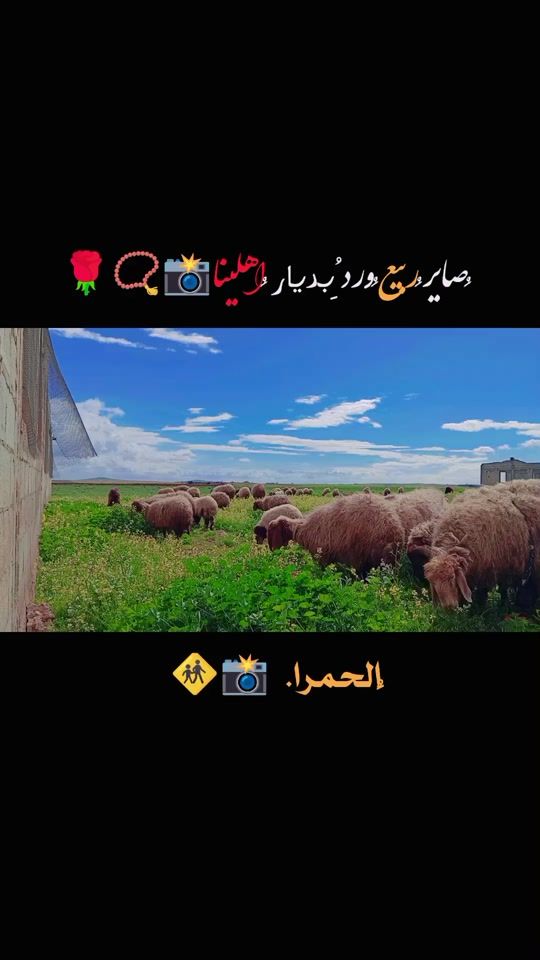 TikTok video thumbnail by md___919.__