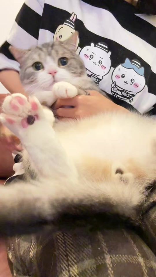 TikTok video thumbnail by koroke_miruki