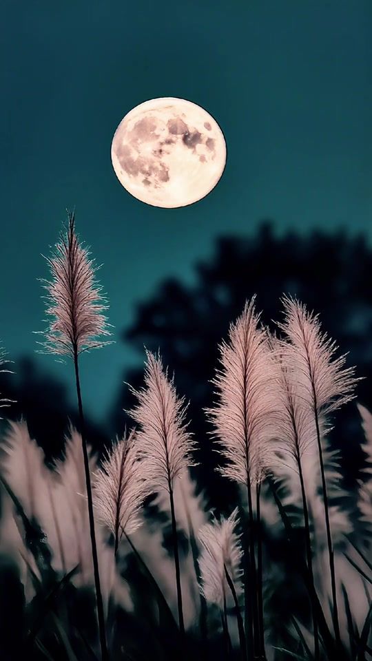TikTok video thumbnail by rf_edit_official