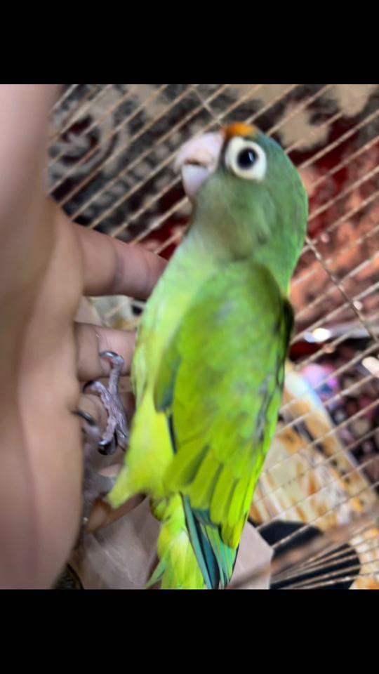 TikTok video thumbnail by luis_sanchez965