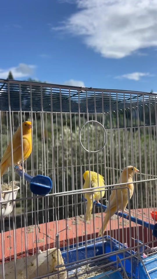 TikTok video thumbnail by frombeirut_lb