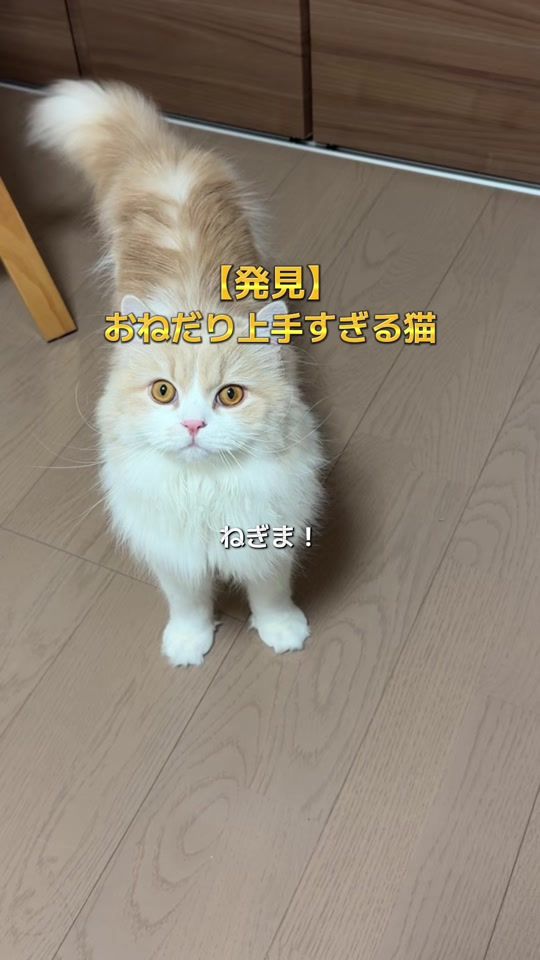 TikTok video thumbnail by negima20240223