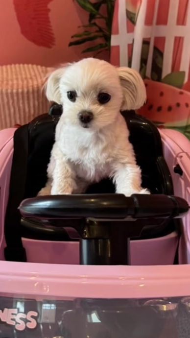 TikTok video thumbnail by po_05_po