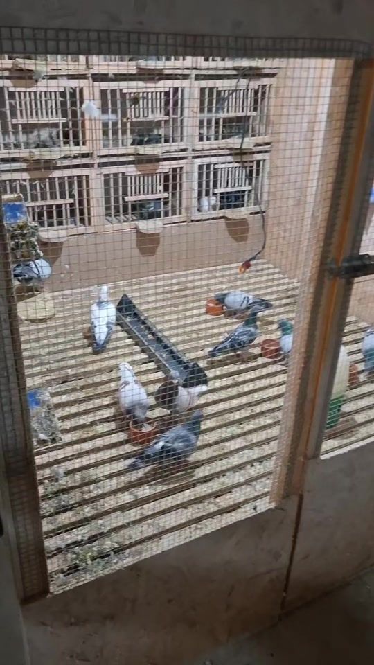TikTok video thumbnail by pigeonsdoni