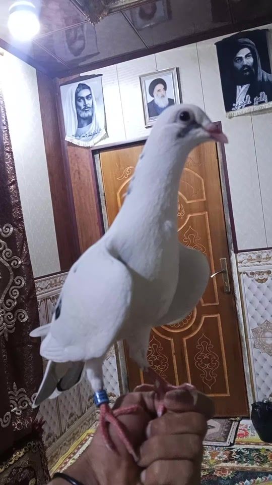 TikTok video thumbnail by 10.rsk