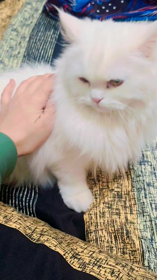 TikTok video thumbnail by barbie_doll_officiall20
