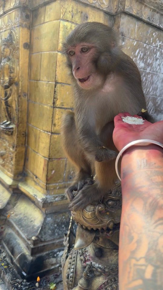 TikTok video thumbnail by gozzshakya