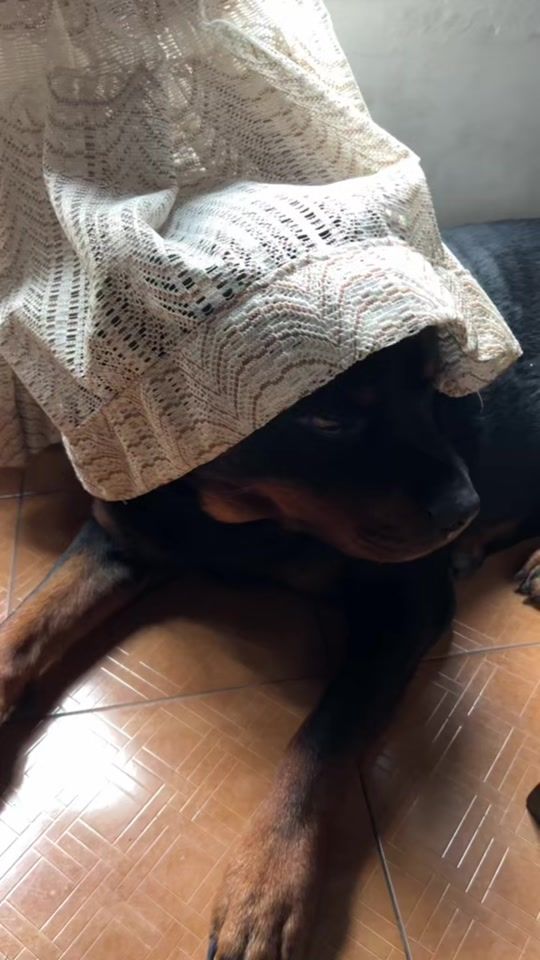 TikTok video thumbnail by taysonpitalito