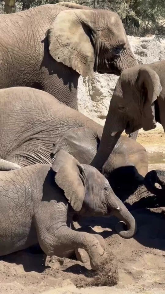 TikTok video thumbnail by africamsafari
