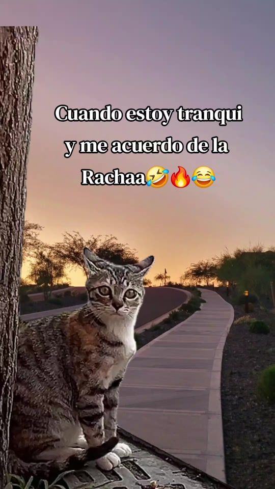 TikTok video thumbnail by anyi.merlo