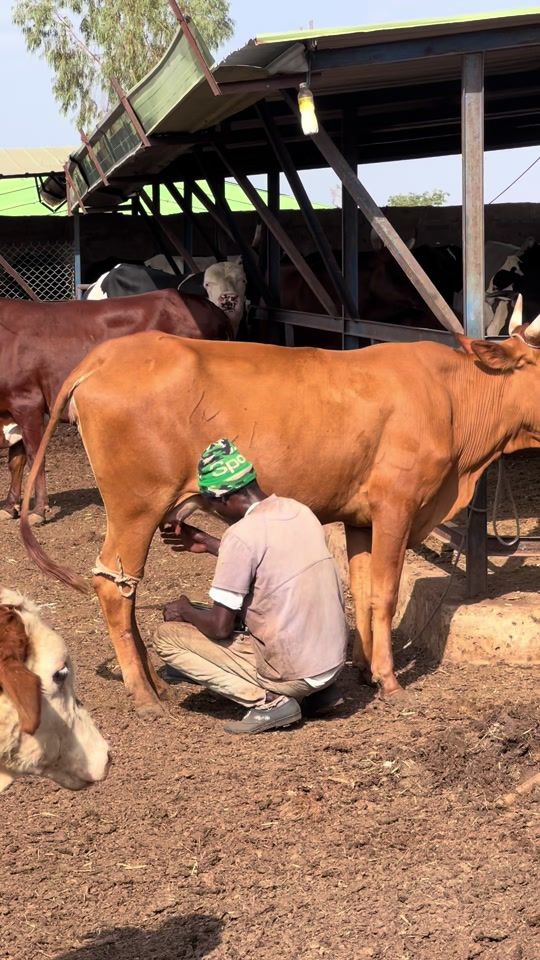 TikTok video thumbnail by yalfarm