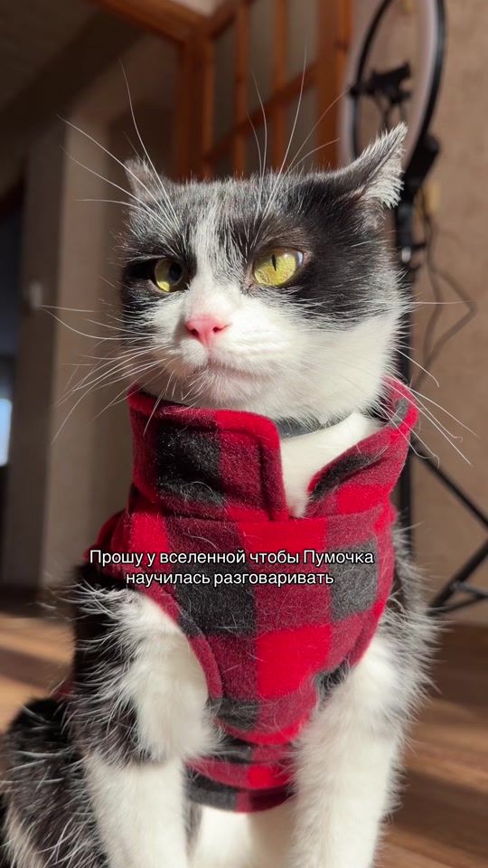 TikTok video thumbnail by kosaya_puma