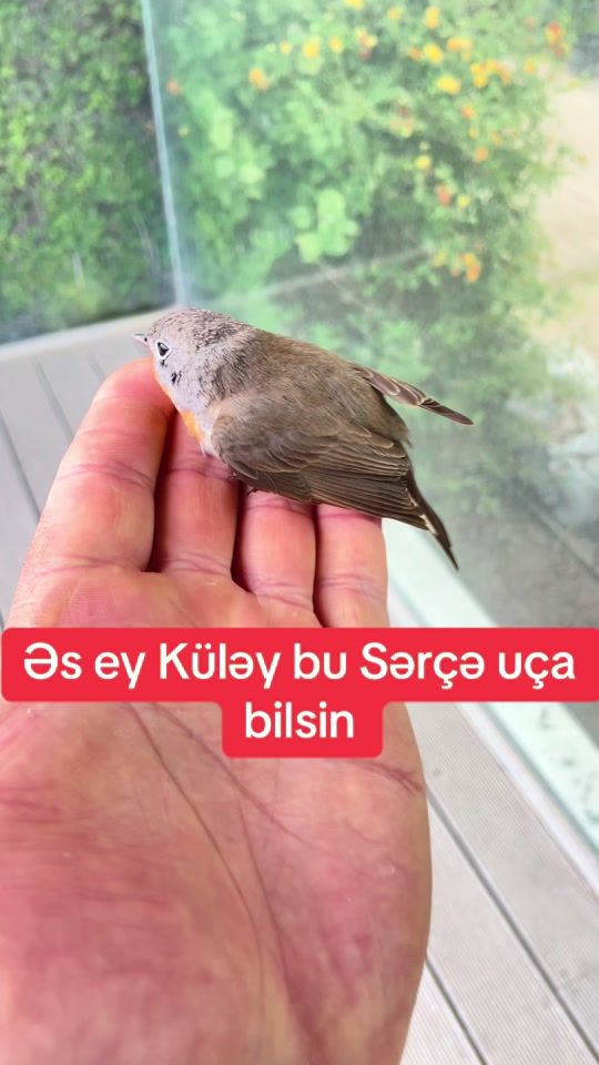 TikTok video thumbnail by bronzas_home