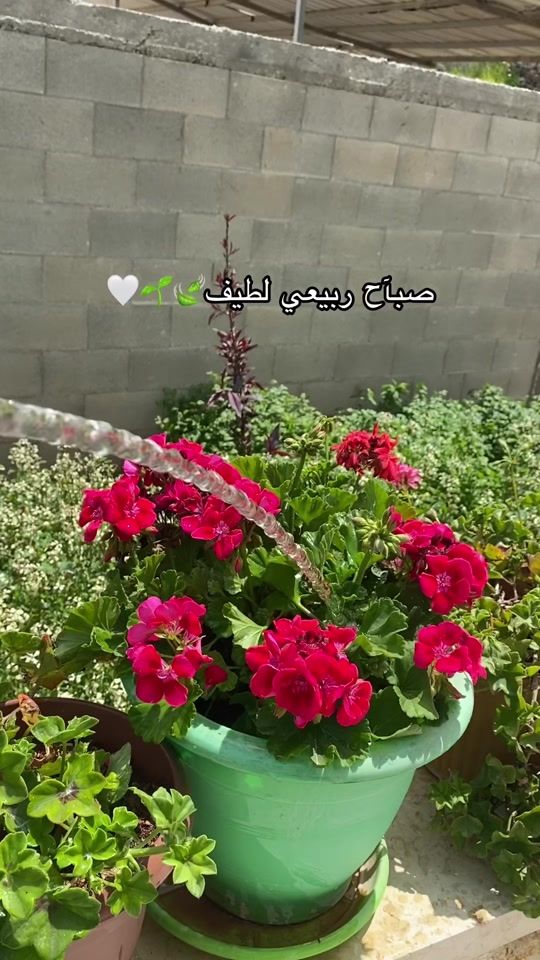 TikTok video thumbnail by raghda.1998