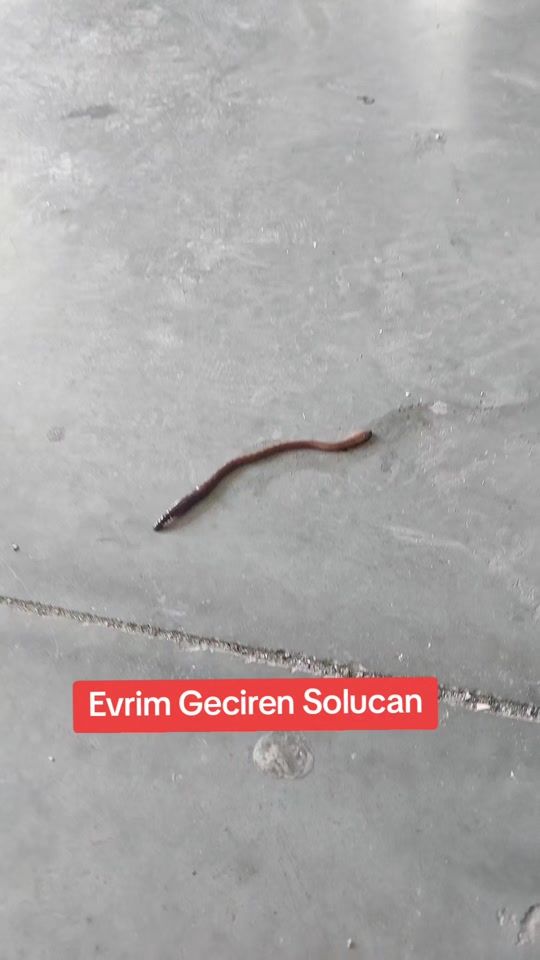 TikTok video thumbnail by ozkan72live