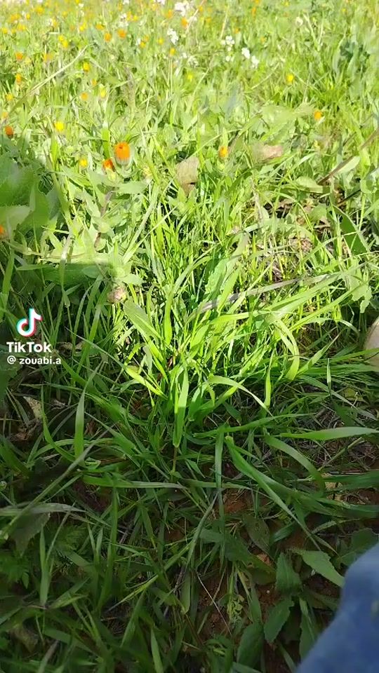 TikTok video thumbnail by user6ntno978vk
