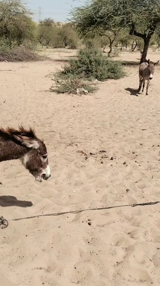 TikTok video thumbnail by donkeys..hy
