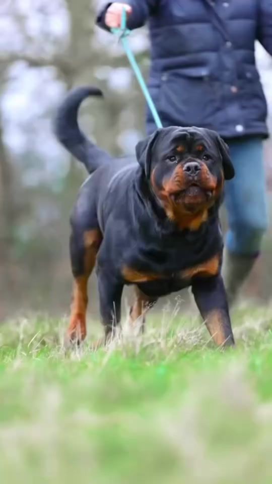 TikTok video thumbnail by rottweilerlife
