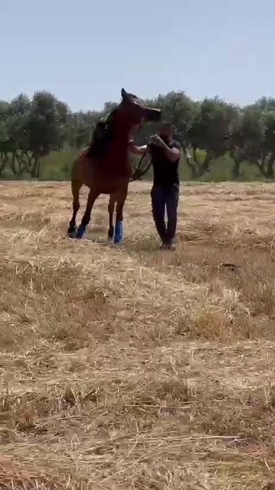 TikTok video thumbnail by vision_arabians