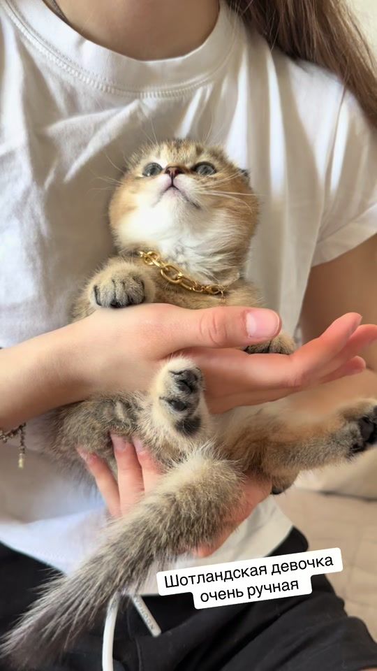 TikTok video thumbnail by swetlana_kittycat