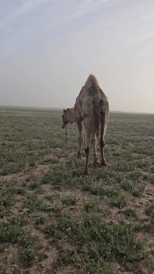 TikTok video thumbnail by eid_alfrawnh